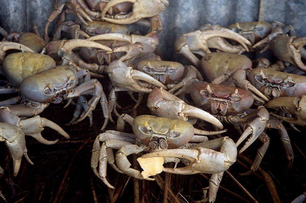Crabe de Guadeloupe